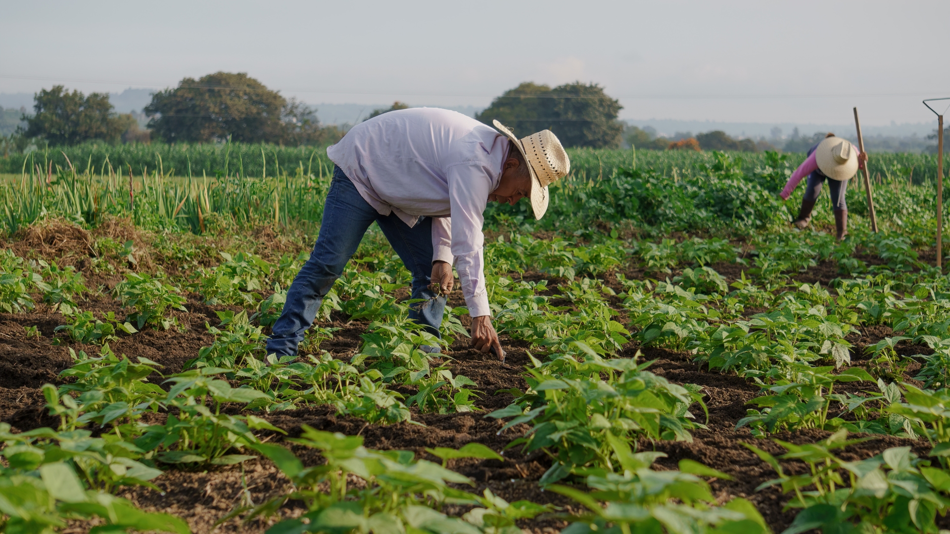 Farmworker bent over tending crops in a Fresno County field, the kind of agricultural employee a Fresno employment lawyer helps with wage and hour claims